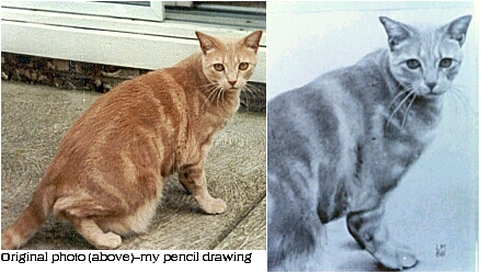 original photo with pencil drawing
