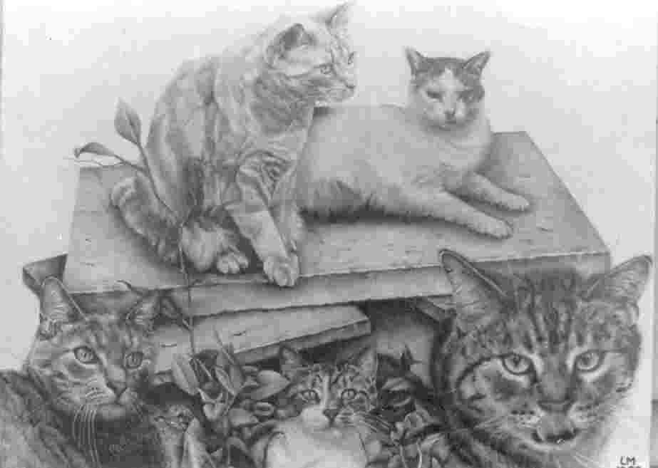 cat pencil drawing