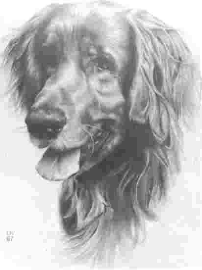 dog pencil drawing